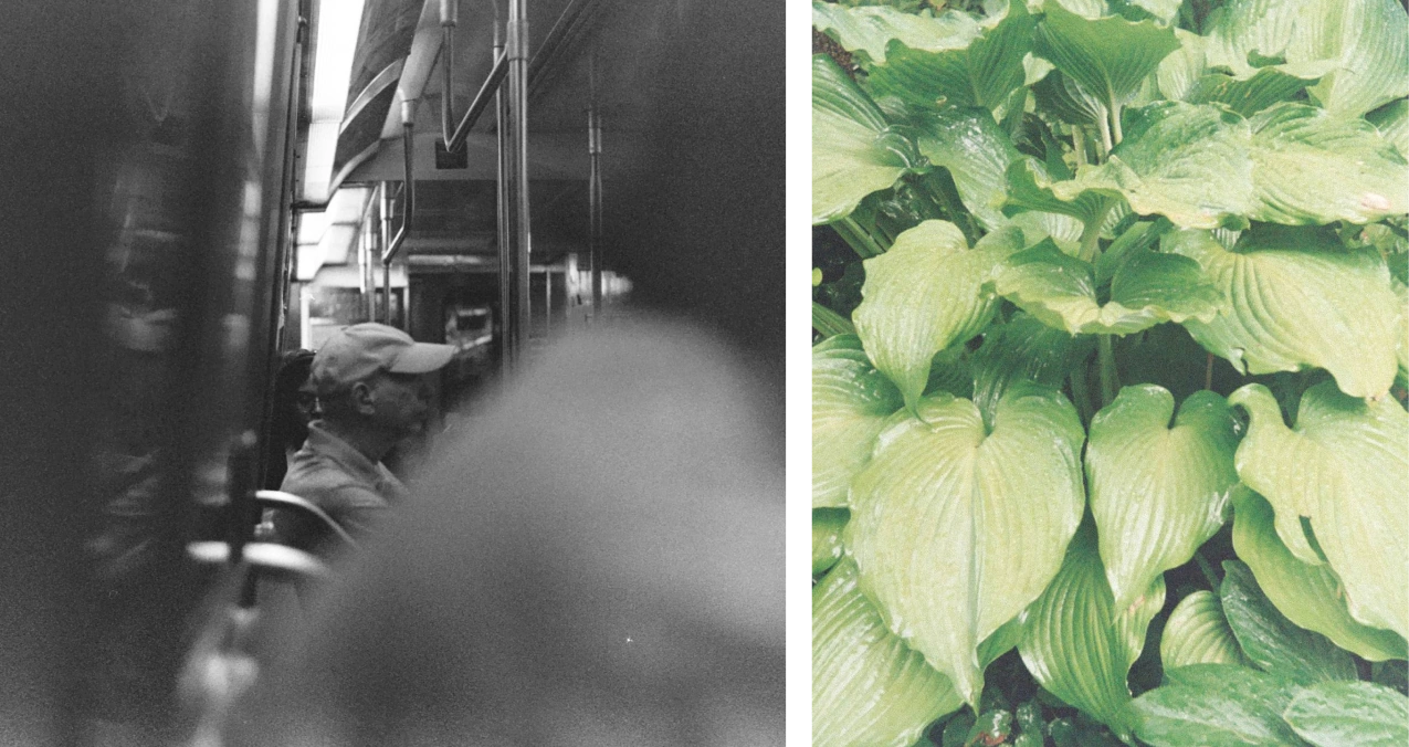 A subway passenger reflected in a black-and-white train window beside a close-up of green leaves.