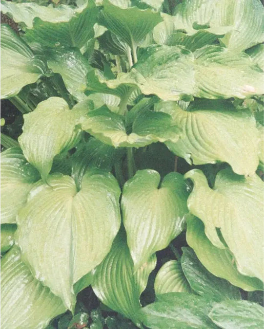A close-up of green leaves.