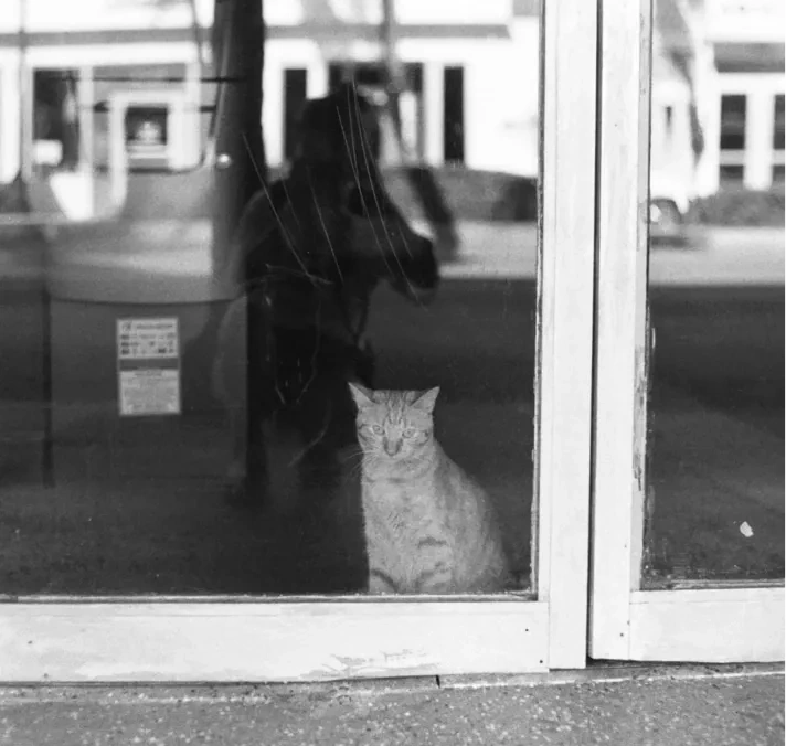 A black-and-white cat behind a shop window.