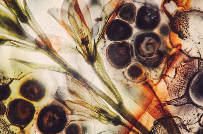 Amber, olive and dark cells drifting under a microscope.